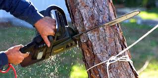 Why Choose Our Tree Removal Services in Bagdad, FL?