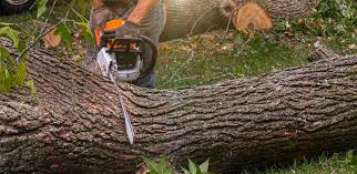  Bagdad, FL Tree Services Pros