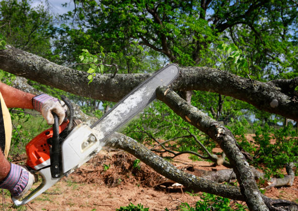 Best Commercial Tree Services  in Bagdad, FL